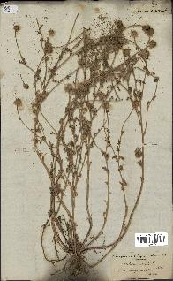 spécimen de Anthemis arvensis