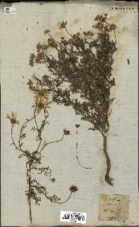 spécimen de Anthemis arvensis