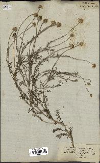 spécimen de Anthemis arvensis