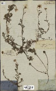 spécimen de Anthemis arvensis