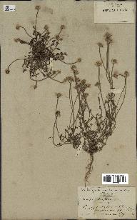 spécimen de Anthemis arvensis