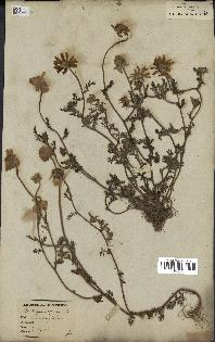 spécimen de Anthemis arvensis
