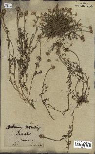 spécimen de Anthemis arvensis