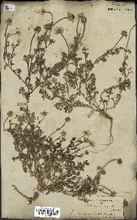 spécimen de Anthemis arvensis