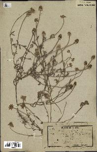 spécimen de Anthemis arvensis