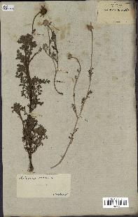 spécimen de Anthemis arvensis