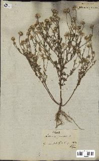 spécimen de Anthemis arvensis