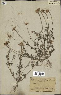 spécimen de Anthemis arvensis