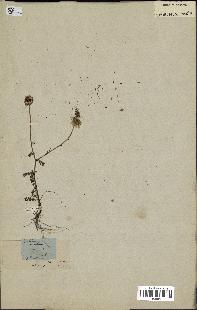 spécimen de Anthemis arvensis