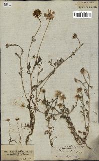 spécimen de Anthemis arvensis
