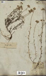 spécimen de Anthemis arvensis
