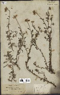 spécimen de Anthemis arvensis