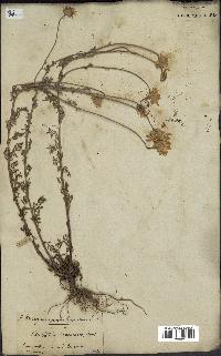spécimen de Anthemis arvensis
