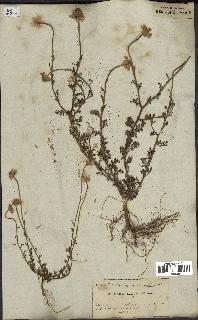 spécimen de Anthemis arvensis