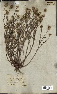 spécimen de Anthemis arvensis