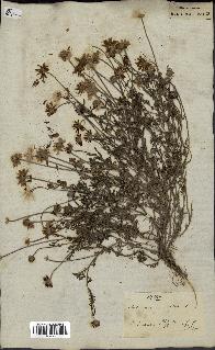 spécimen de Anthemis arvensis