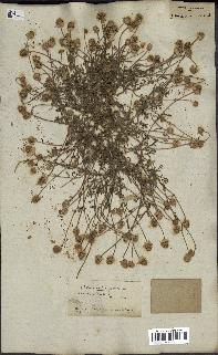 spécimen de Anthemis arvensis