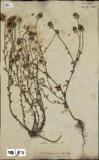 spécimen de Anthemis arvensis