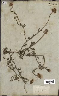 spécimen de Anthemis arvensis