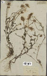 spécimen de Anthemis arvensis