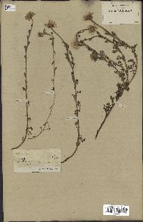 spécimen de Anthemis arvensis