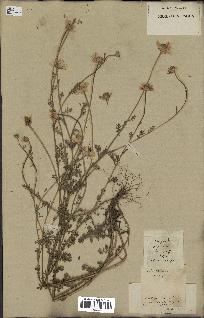 spécimen de Anthemis arvensis
