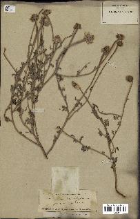 spécimen de Anthemis arvensis