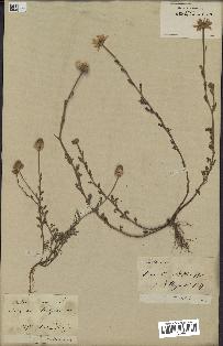 spécimen de Anthemis arvensis