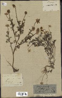 spécimen de Anthemis arvensis