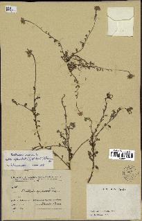 spécimen de Anthemis arvensis