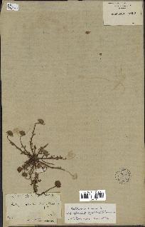 spécimen de Anthemis arvensis