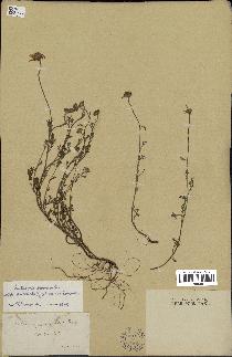 spécimen de Anthemis arvensis
