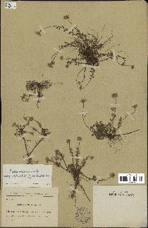 spécimen de Anthemis arvensis