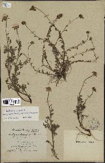 spécimen de Anthemis arvensis