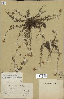 spécimen de Anthemis arvensis