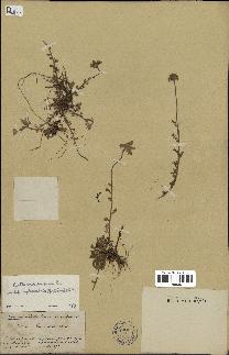 spécimen de Anthemis arvensis