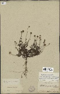 spécimen de Anthemis arvensis