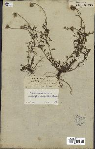 spécimen de Anthemis arvensis