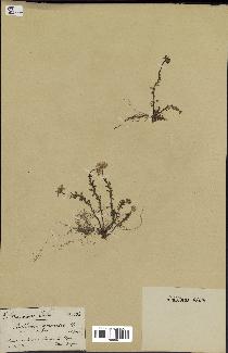 spécimen de Anthemis arvensis