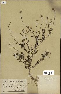 spécimen de Anthemis arvensis