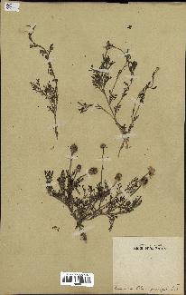 spécimen de Anthemis arvensis