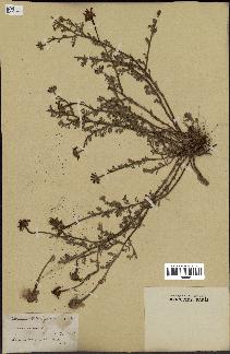 spécimen de Anthemis arvensis