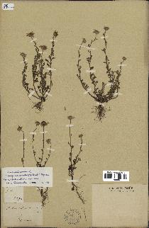 spécimen de Anthemis arvensis