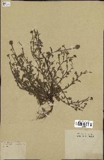 spécimen de Anthemis arvensis