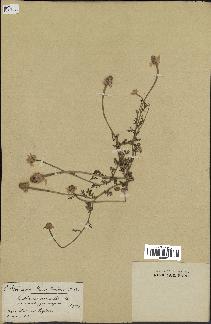 spécimen de Anthemis arvensis