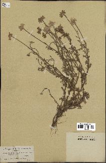 spécimen de Anthemis arvensis