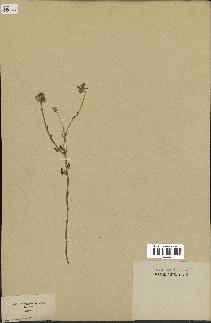 spécimen de Anthemis arvensis