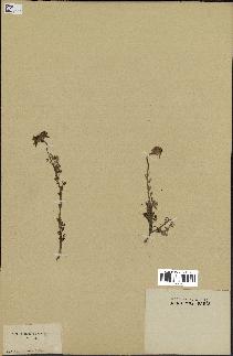 spécimen de Anthemis arvensis