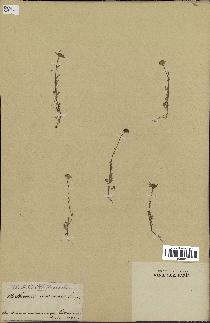spécimen de Anthemis arvensis