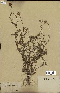 spécimen de Anthemis arvensis